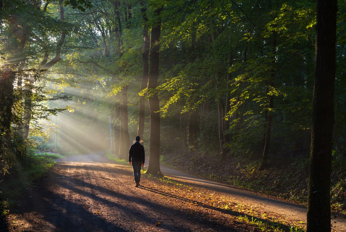 The Art of Forest Photography: Finding Light in the Shadows