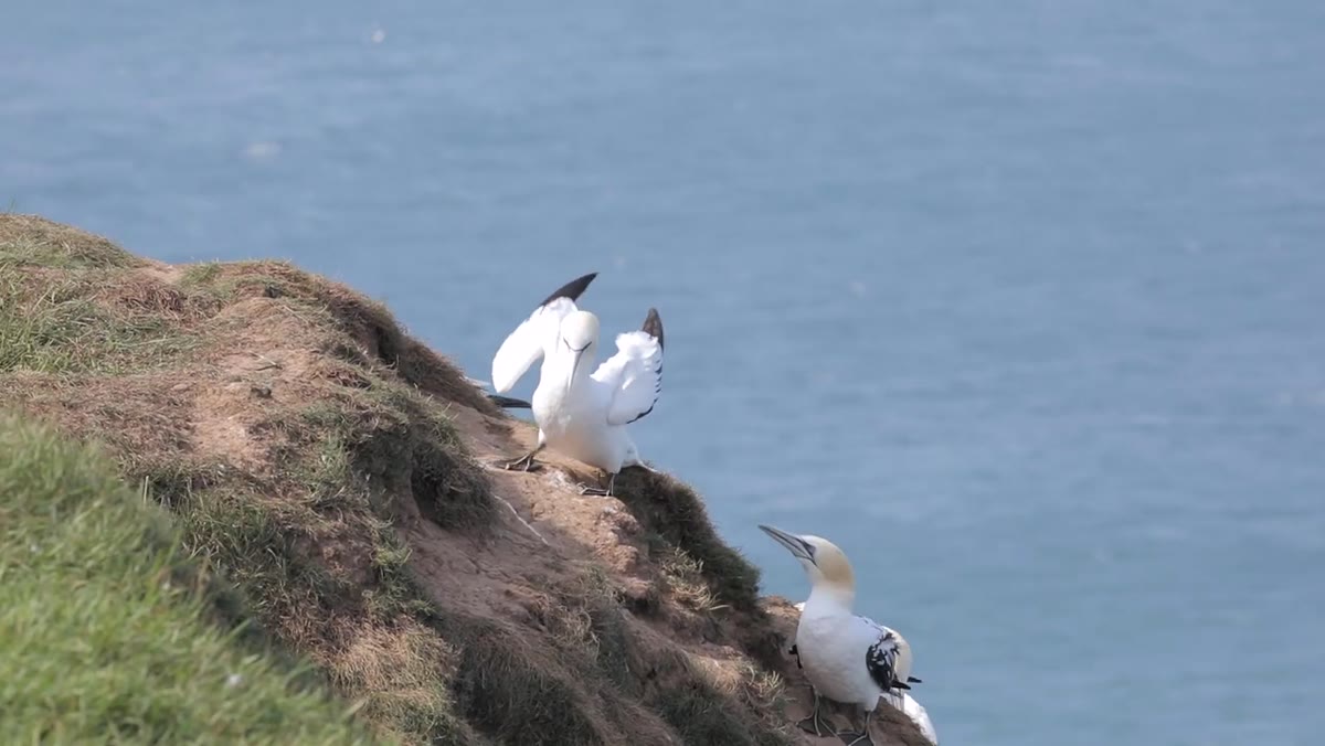 Camera settings displayed while gannet approaches cliff in background