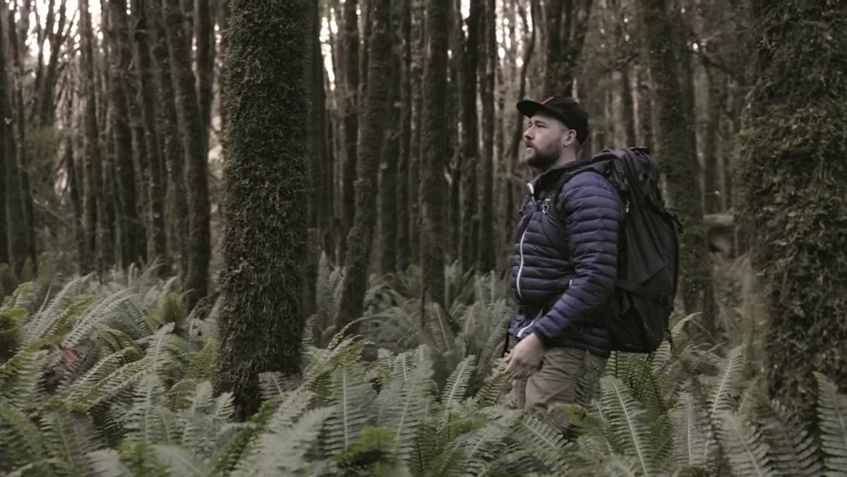 Patino scanning beech forest, moving past uniform tree trunks