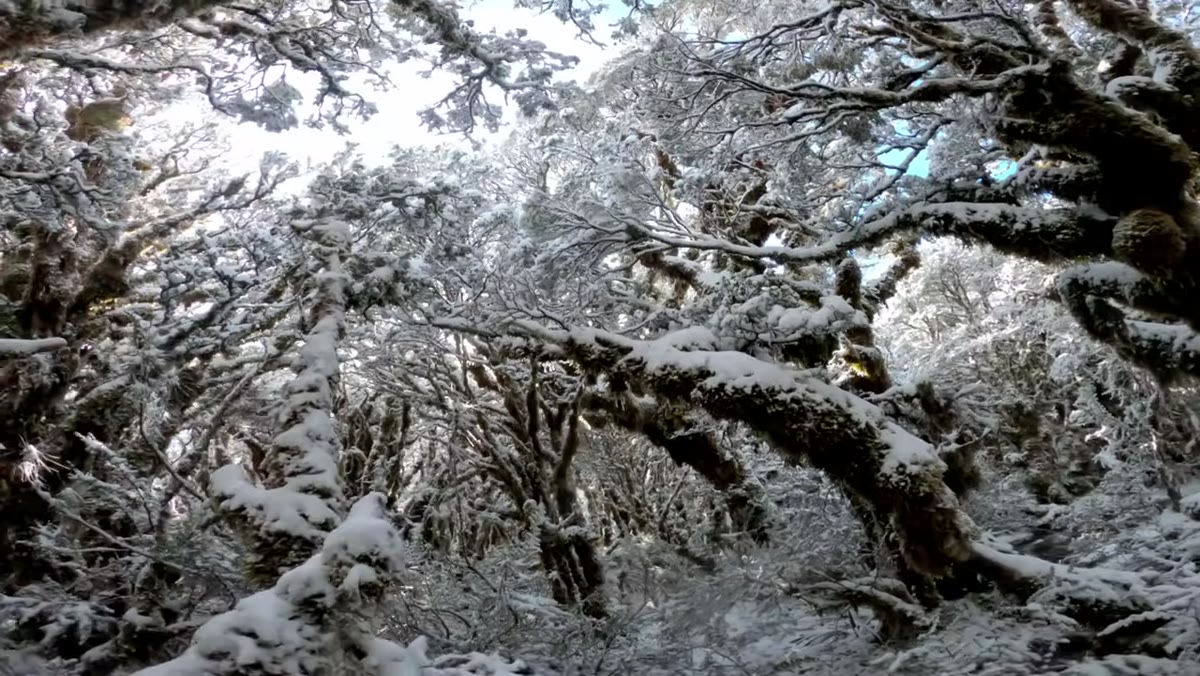 Warm sidelight breaking through cloud, illuminating snow-covered trees