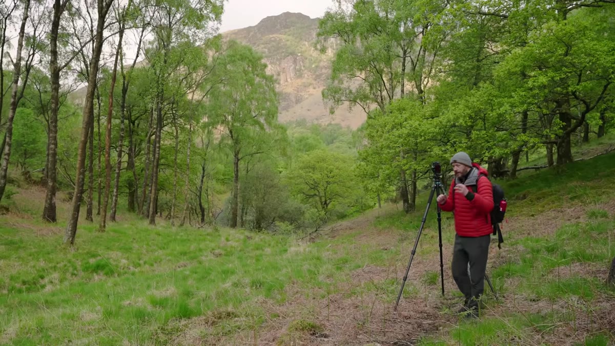 Danson repositioning to find a better tree composition