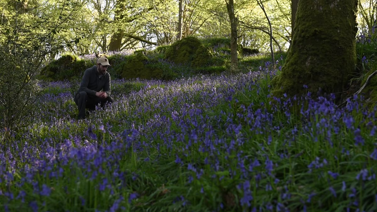 Nigel walking through a bluebell woodland at dawn