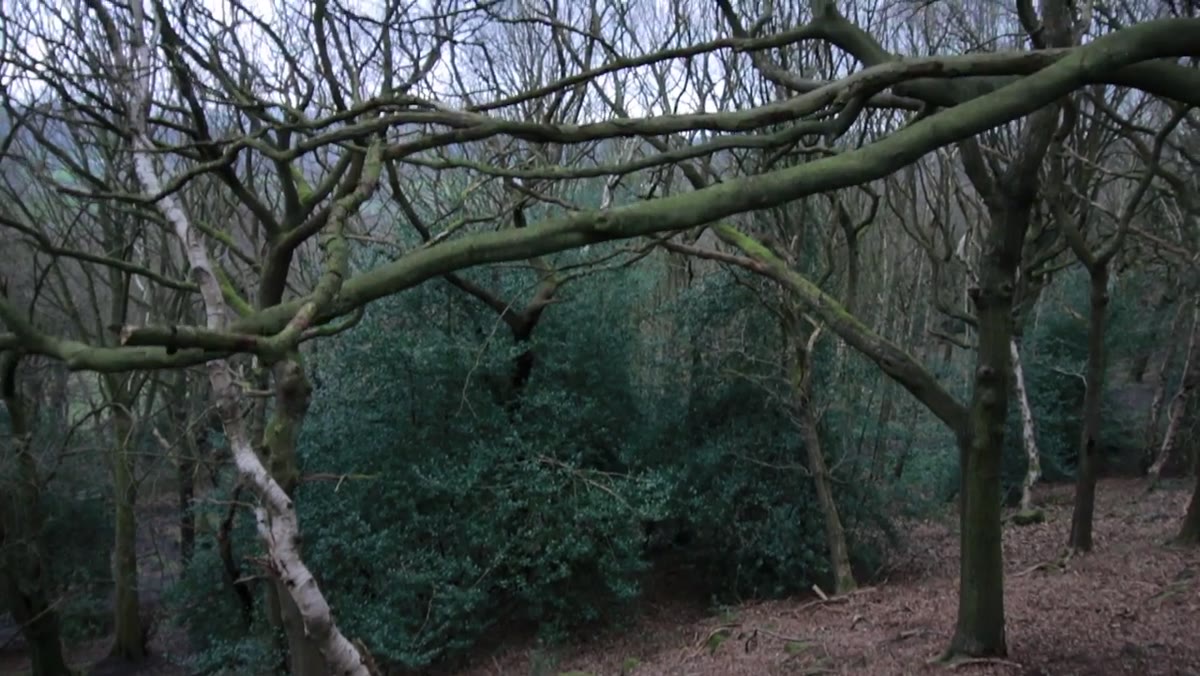 Dense woodland canopy filtering soft diffused light onto the forest floor