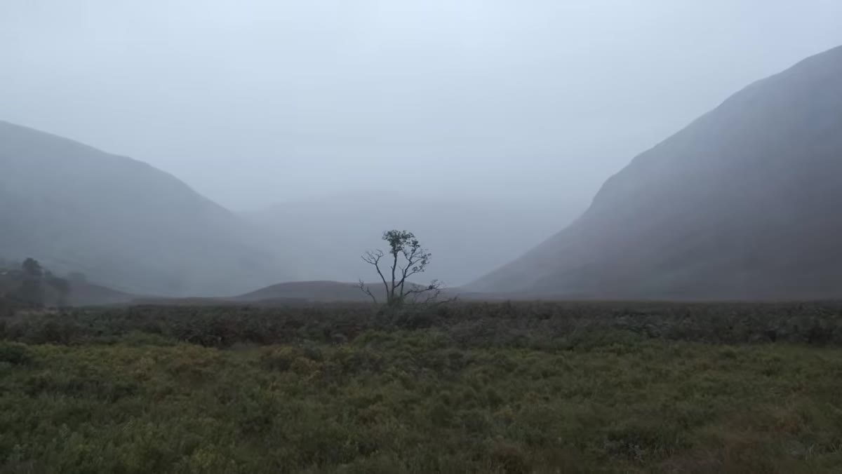 Lone tree with autumn foliage against misty valley hillside
