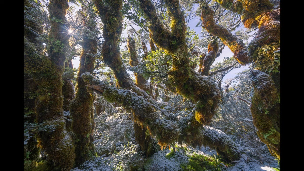 Two example compositions showing trees at frame edges preventing the eye from drifting