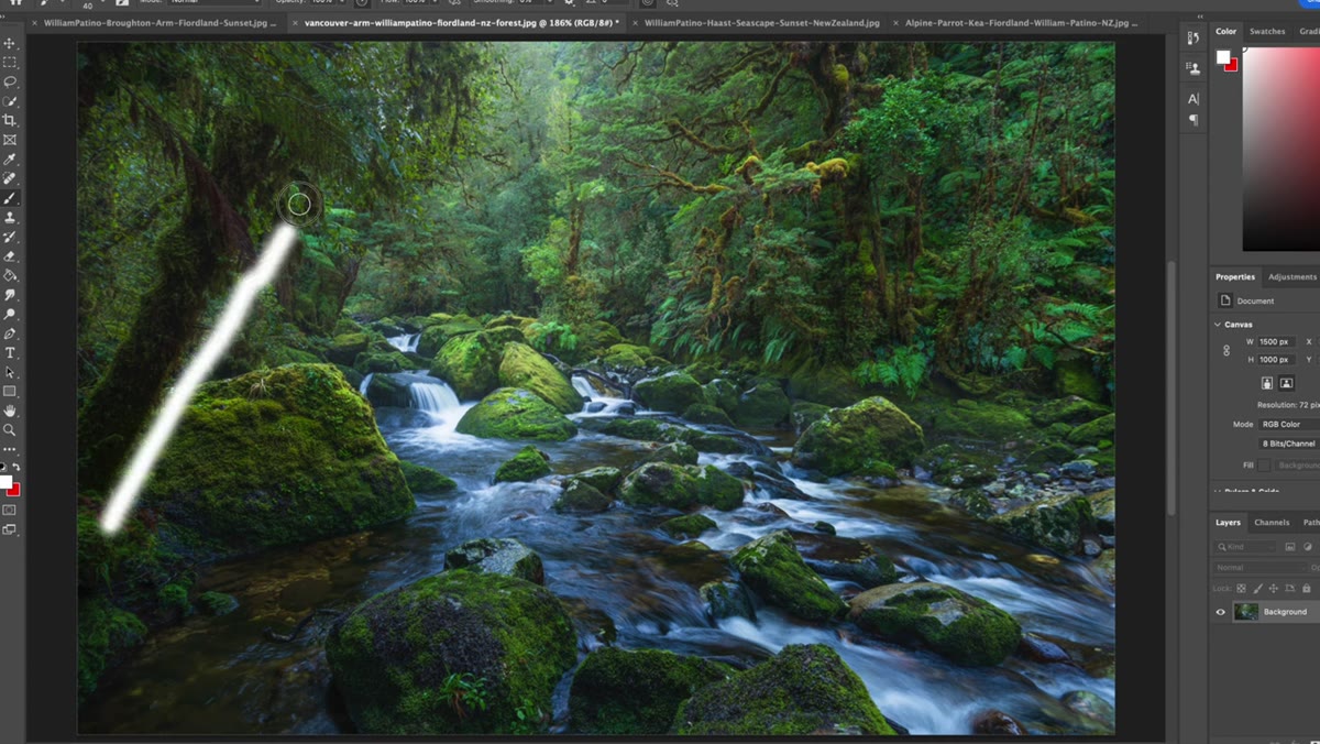 Tree on left side of frame curving inward, creating edge control