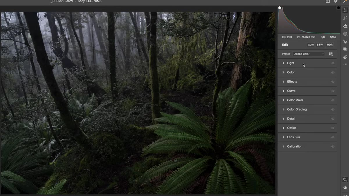 Unedited forest photo open in Adobe Camera Raw