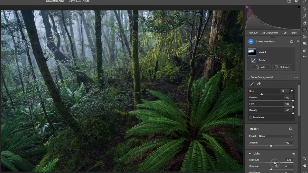 Radial or gradient mask applied to brighten a specific area of the forest