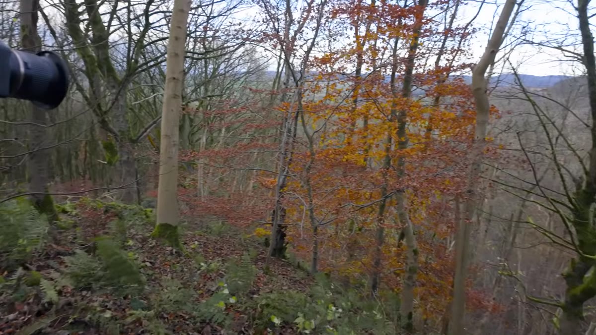 Creator assessing windy conditions among colorful autumn foliage