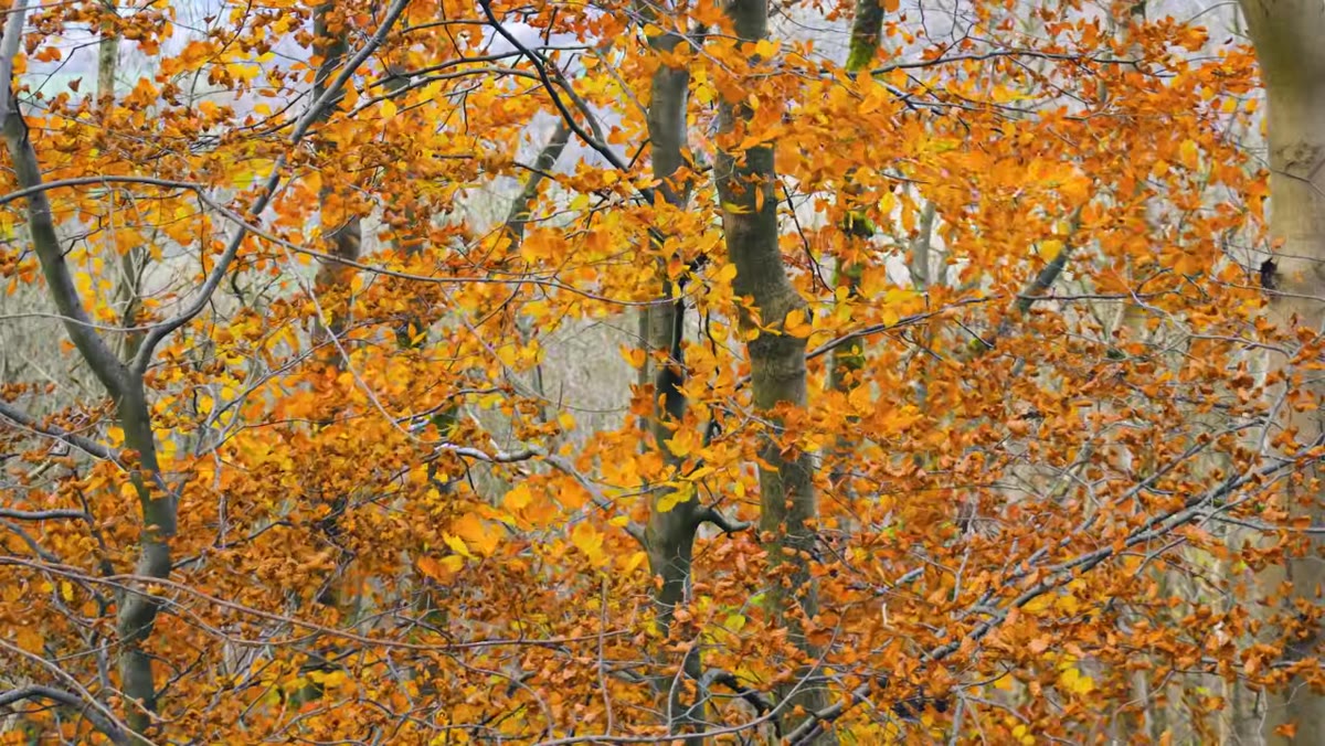 Creator explaining long exposure approach with wind-blown leaves in frame