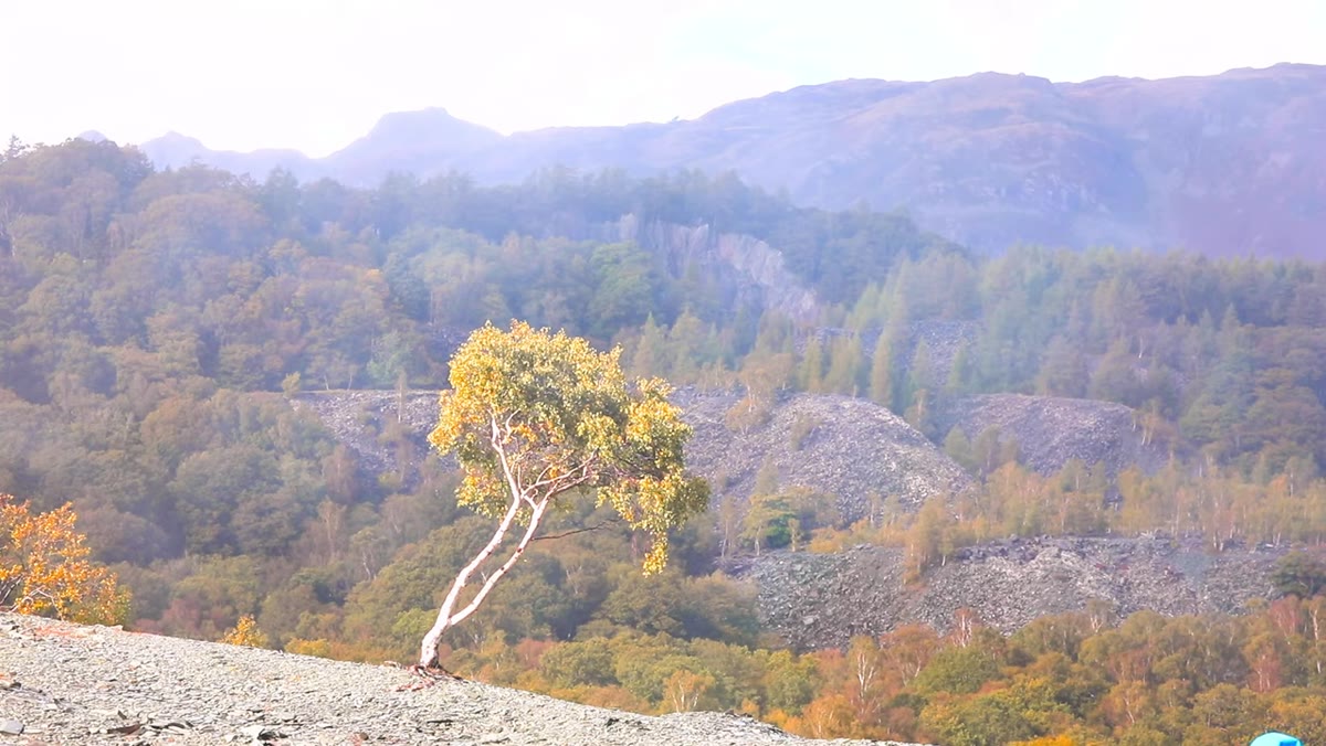 Rain visible in valley behind the tree, softening the background