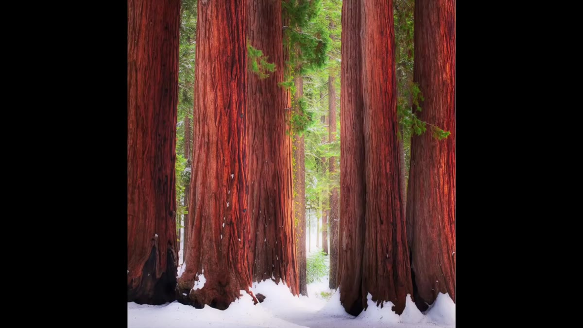 Compositional vocabulary elements demonstrated with landscape examples