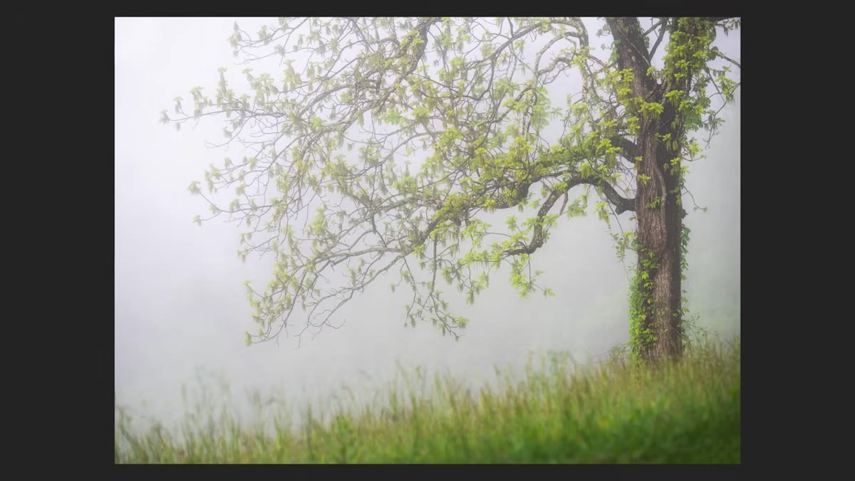 Simple forest composition without dramatic foreground or sky