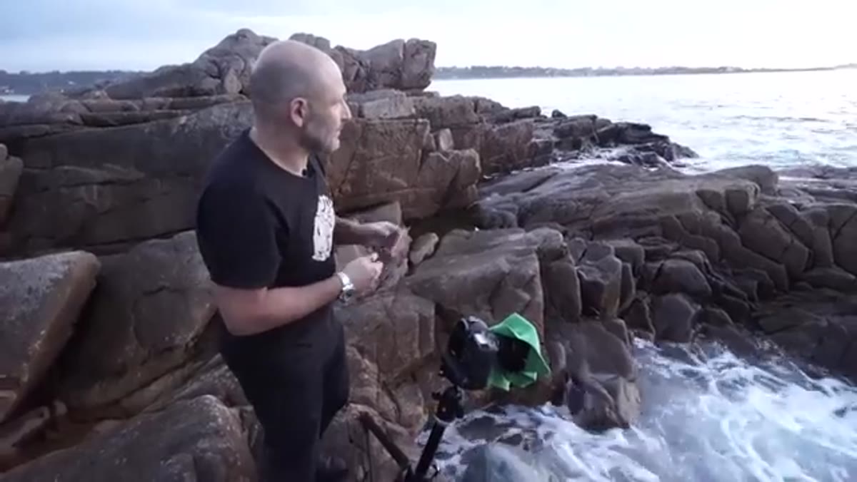 Presenter pointing toward dolphins visible in the bay water